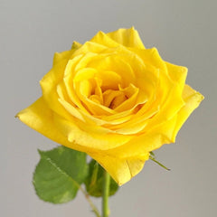 Moonwalk Rose Plant｜月光漫步 image 1