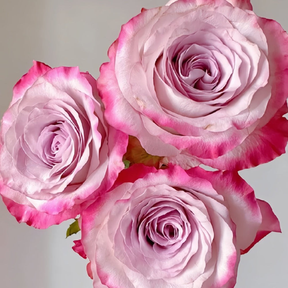 Glamorous Rose Plant ｜气场玫瑰 image 8