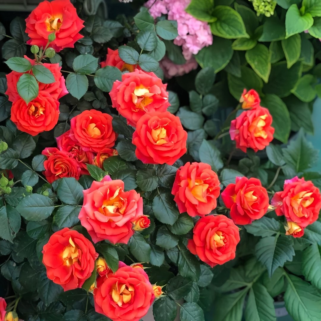 Terrazza Pisce Rose Plant｜双鱼座阳台 image 7