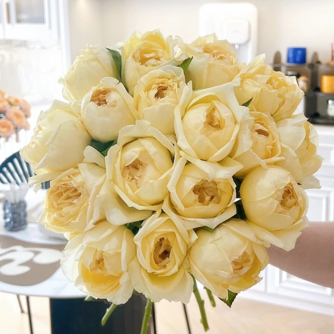 Golden Yves Piaget Rose Plant|伊芙金伯爵 image 6