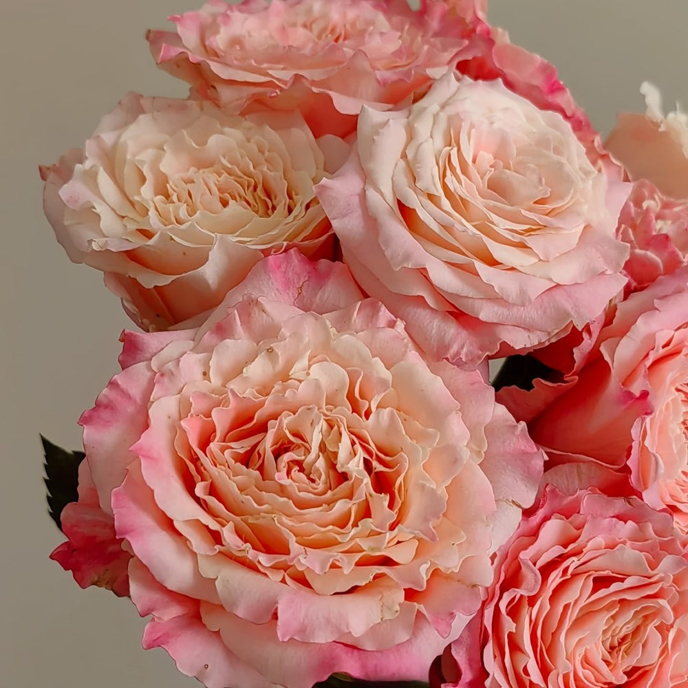 Taolesi Rose Plant|桃乐丝 image 2