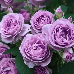 Shinoburedo Rose Plant|蓝色风暴 image 0
