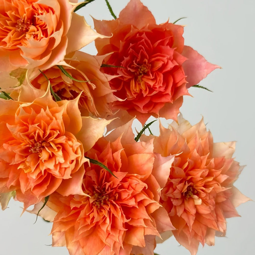Lanterne Citrouille Rose Plant｜南瓜灯笼 image 8