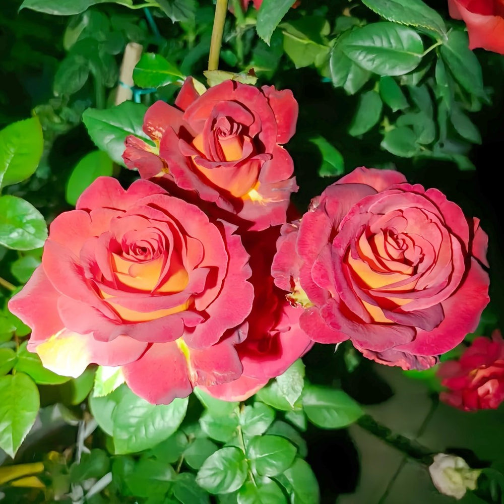 Café Del Mar Rose Plant｜咖啡德玛 image 9