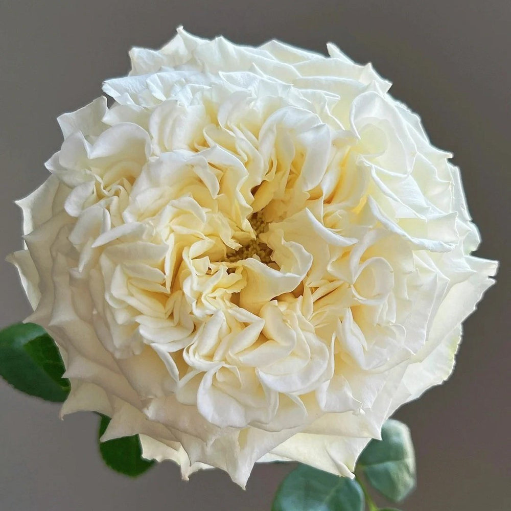 White Ashley Rose Plant｜白色艾希莉 image 0