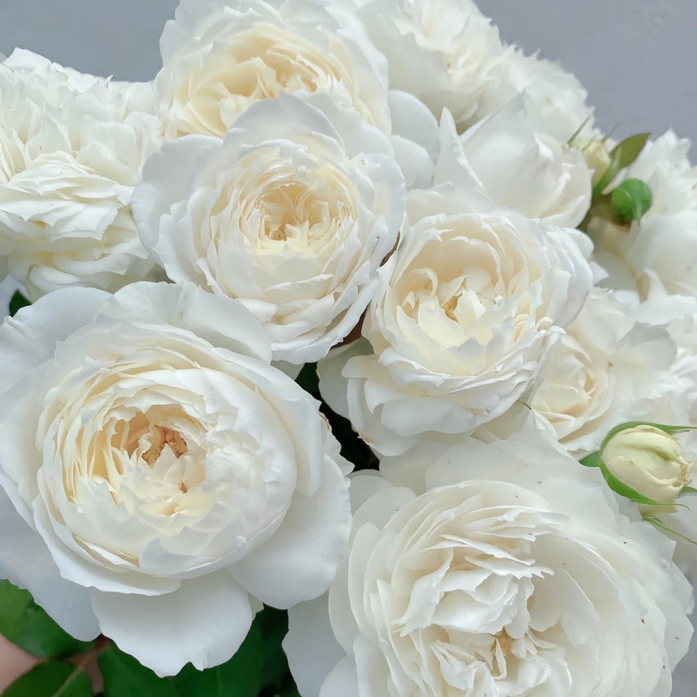 Snowball Forever Rose Plant|永恒之雪 image 8