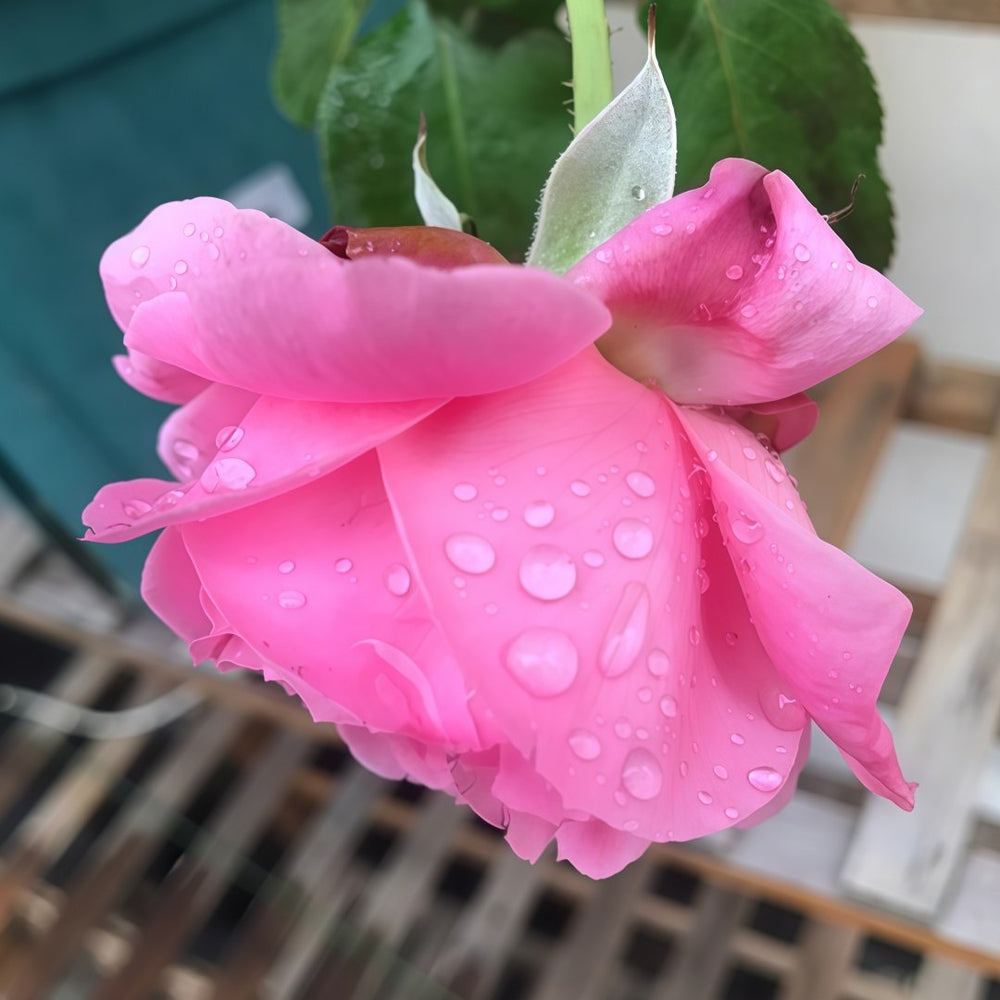 Emily Rose Plant｜艾米丽 image 8