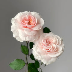 Sabrina Rose Plant｜莎伯莲娜 image 2