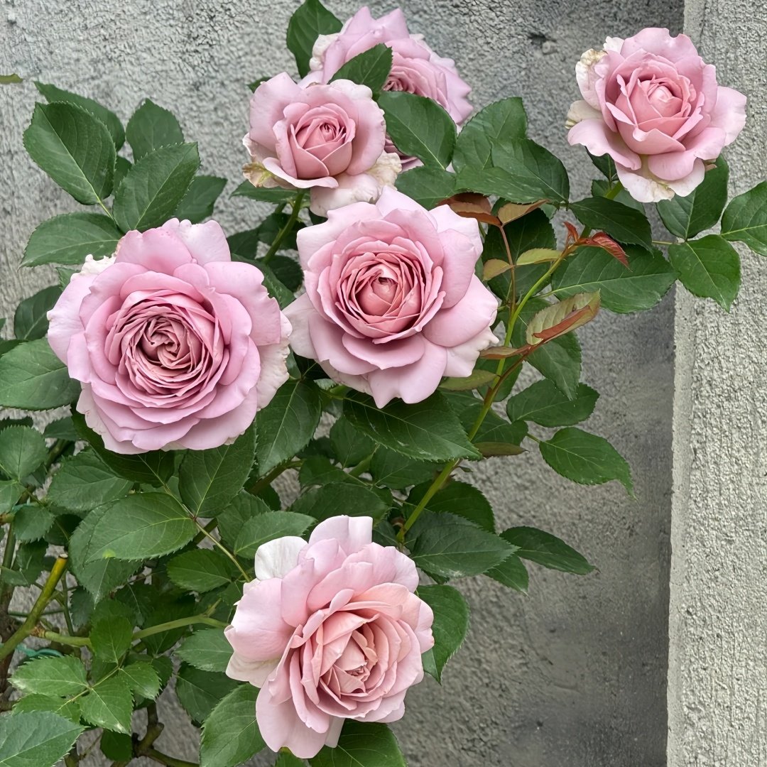 Charity Towa Rose Plant | 今井慈善 image 9