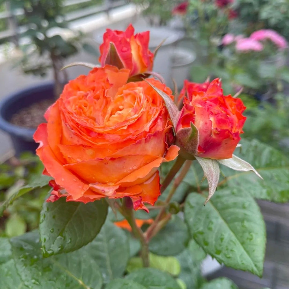 Orange Romantica Rose Plant｜浪漫橙色 image 5