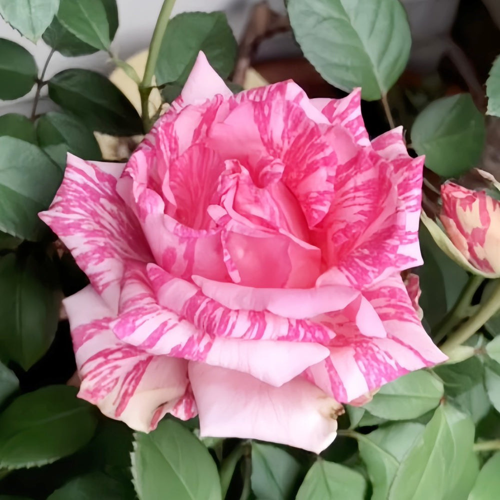 Pink Intuition Rose Plant｜粉色直觉 image 6