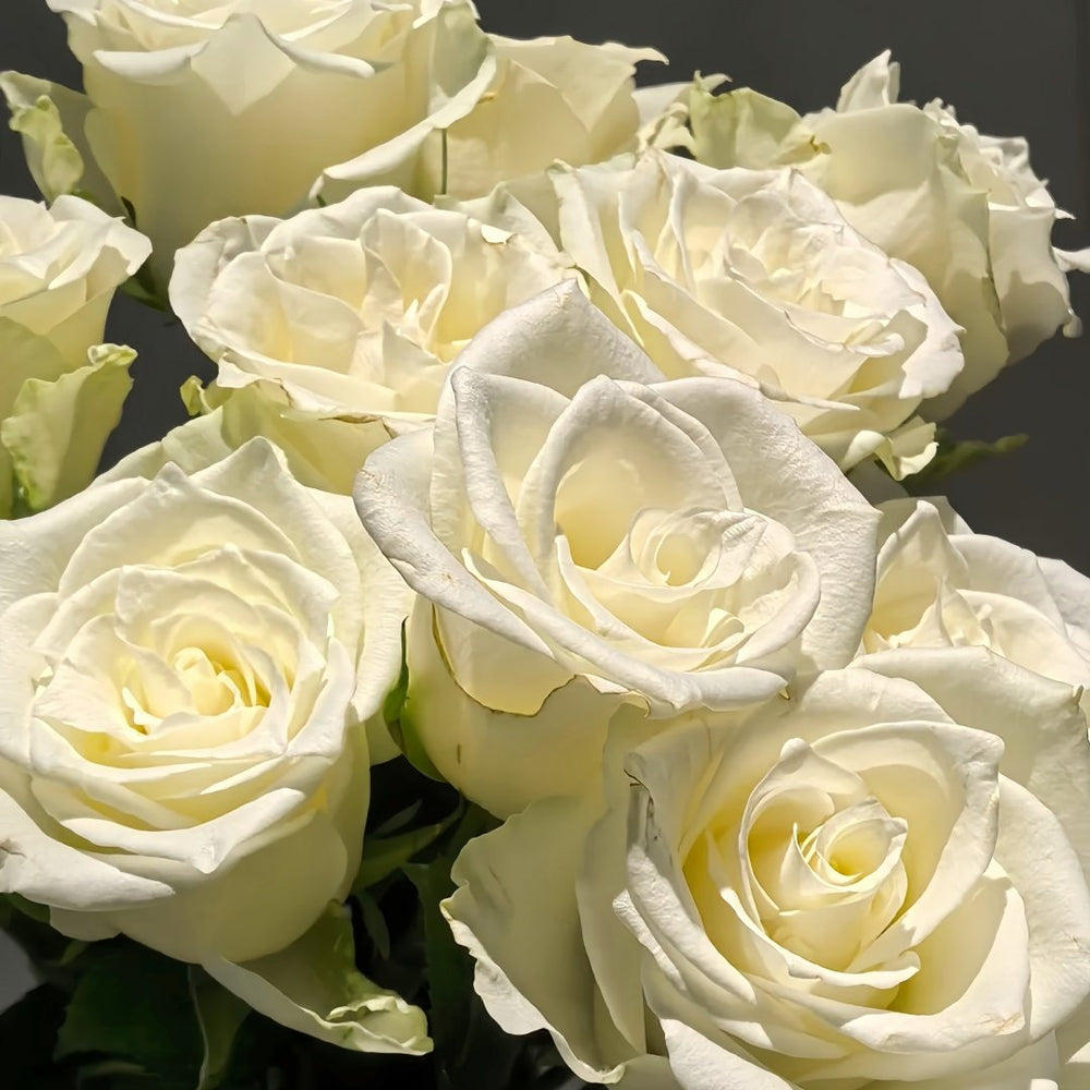 Albatross Rose Plant｜信天翁 image 5