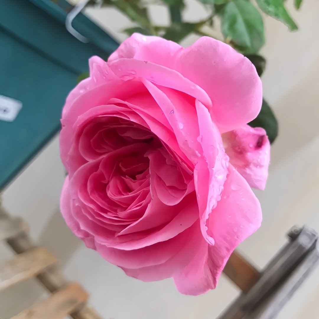 Emily Rose Plant｜艾米丽 image 6