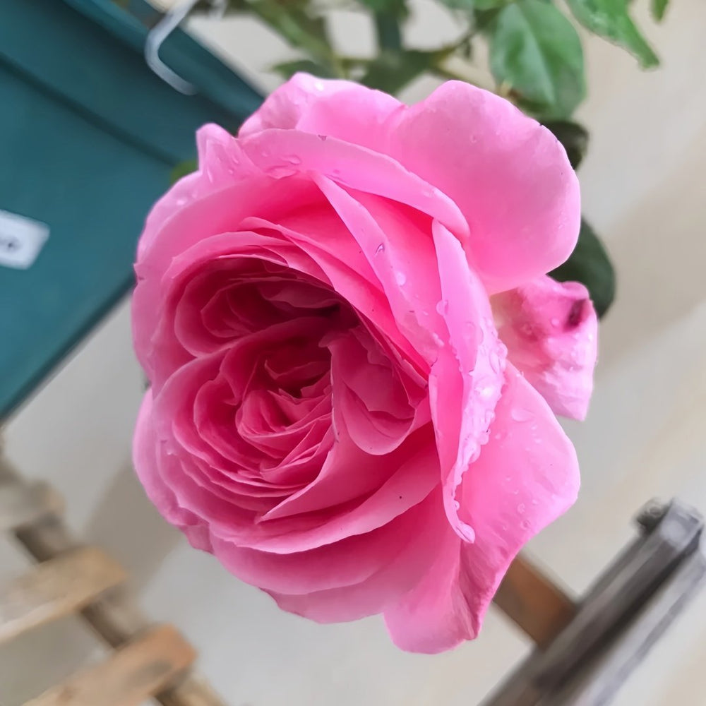 Emily Rose Plant｜艾米丽 image 6