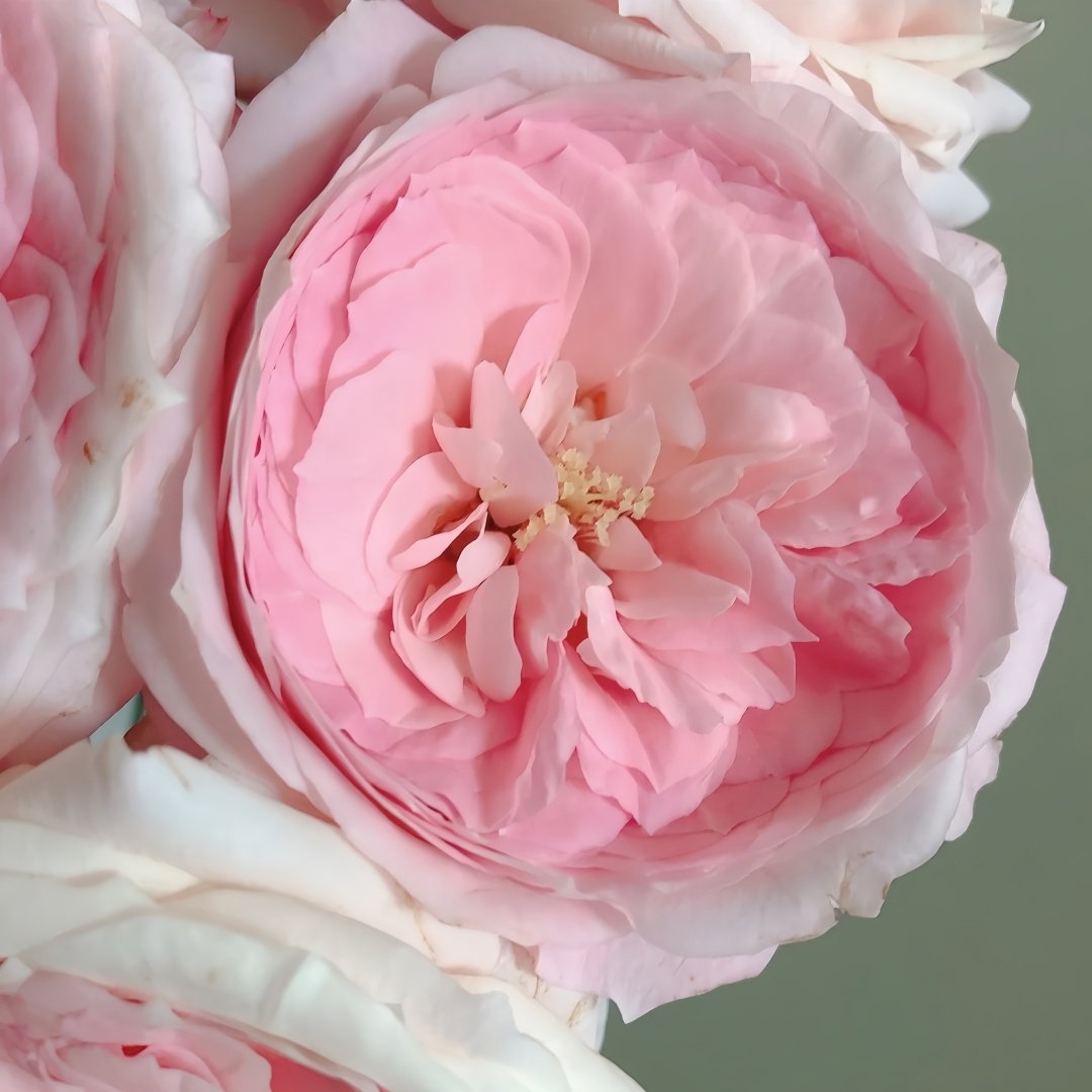 Bella Linda Kiss Rose Plant｜亲吻琳达 image 3