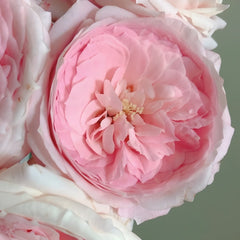 Bella Linda Kiss Rose Plant｜亲吻琳达 image 3
