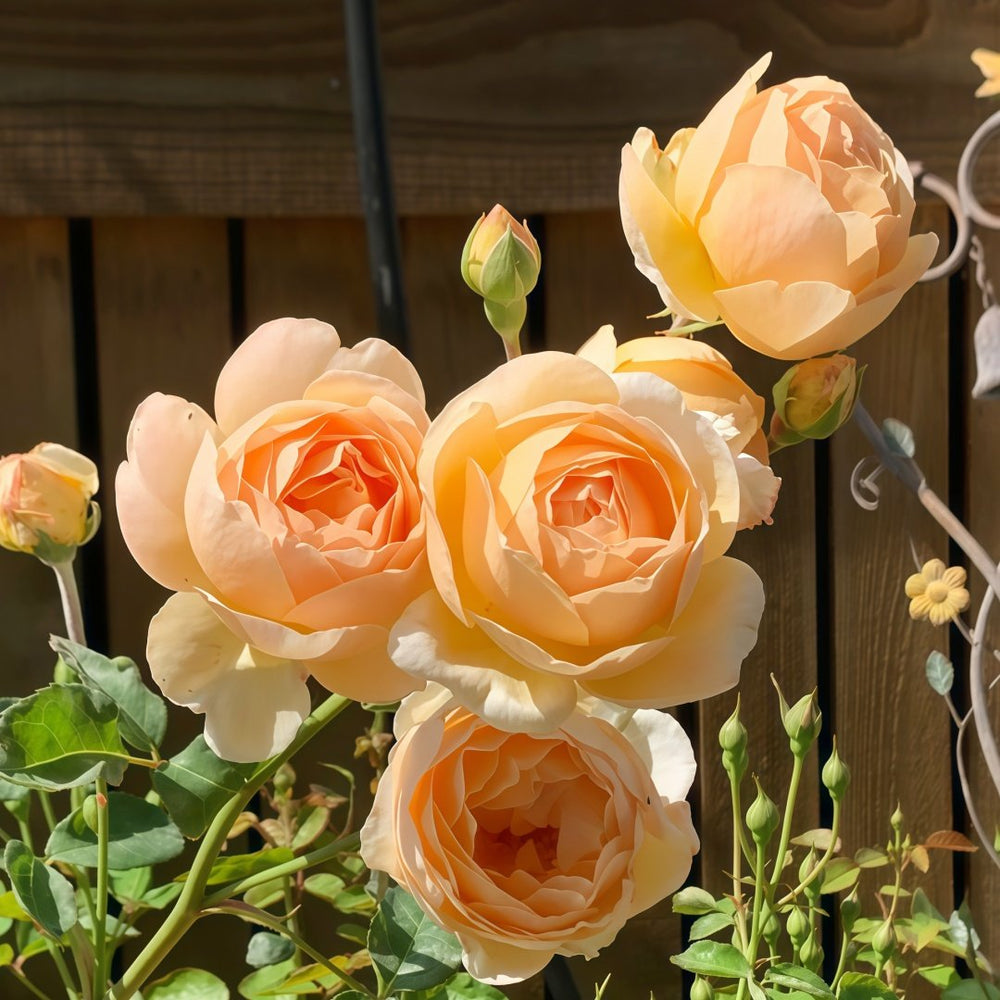 Jude the Obscure Rose Plant｜无名的裘德 image 5