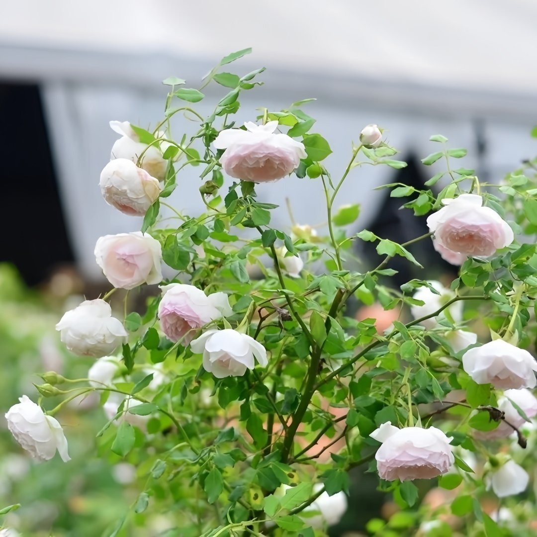 Arietta Rose Plant|小抒情曲 image 6