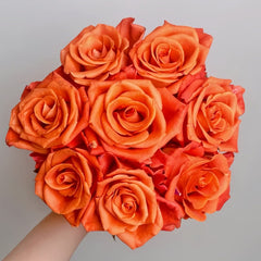Orange Party Rose Plant|金色交响 image 0