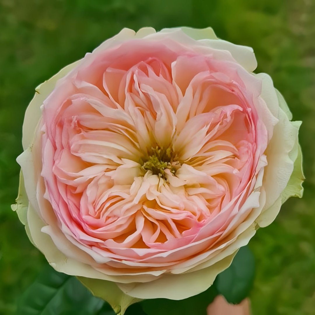 Pinky Pie Rose Plant｜粉红派 image 5
