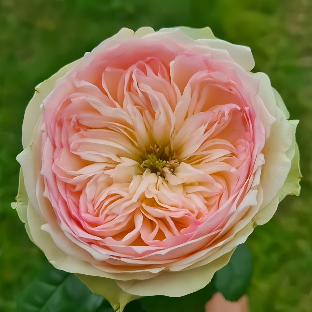 Pinky Pie Rose Plant｜粉红派 image 5