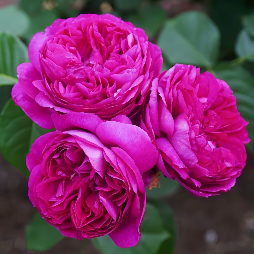 Cixuan Rose Plant|慈萱 image 3