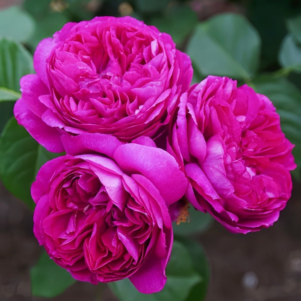 Cixuan Rose Plant|慈萱 image 3
