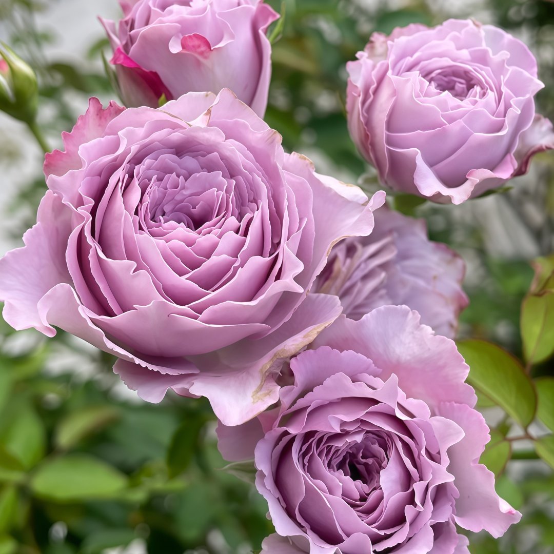 Lansiqiu Rose Plant｜蓝丝球 image 7