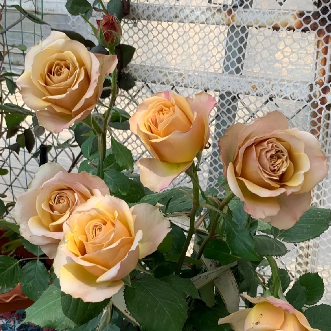 Golden Mustard Rose Plant|黄金芥末 image 5