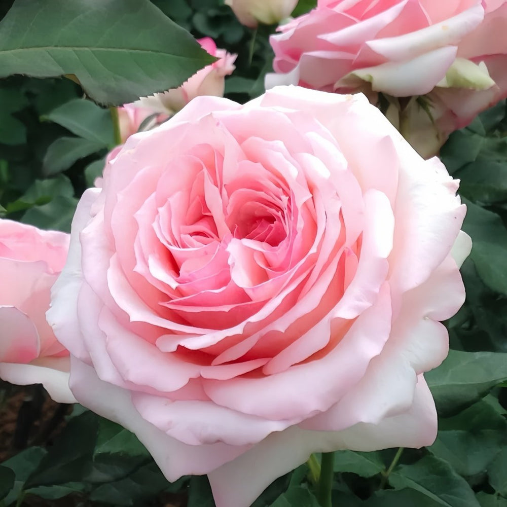 Haruno Rose Plant|春乃 image 5