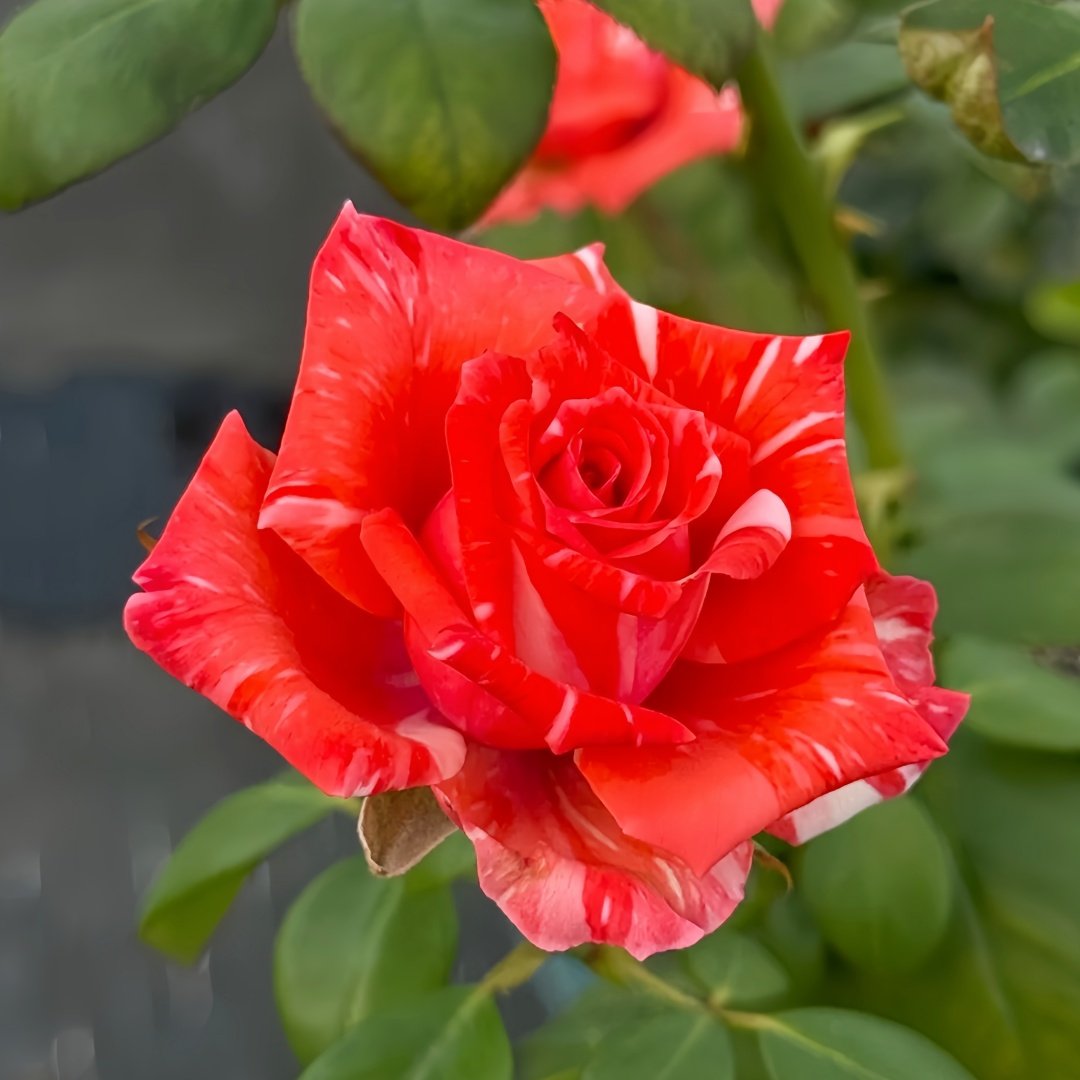 Wild Cat Rose|野猫 image 6