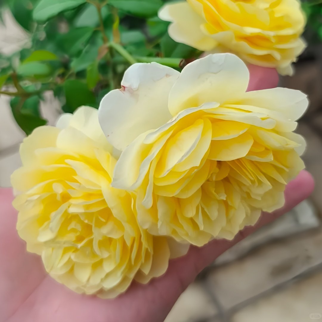 The Poet's Wife Rose Plant | 诗人的妻子 image 7