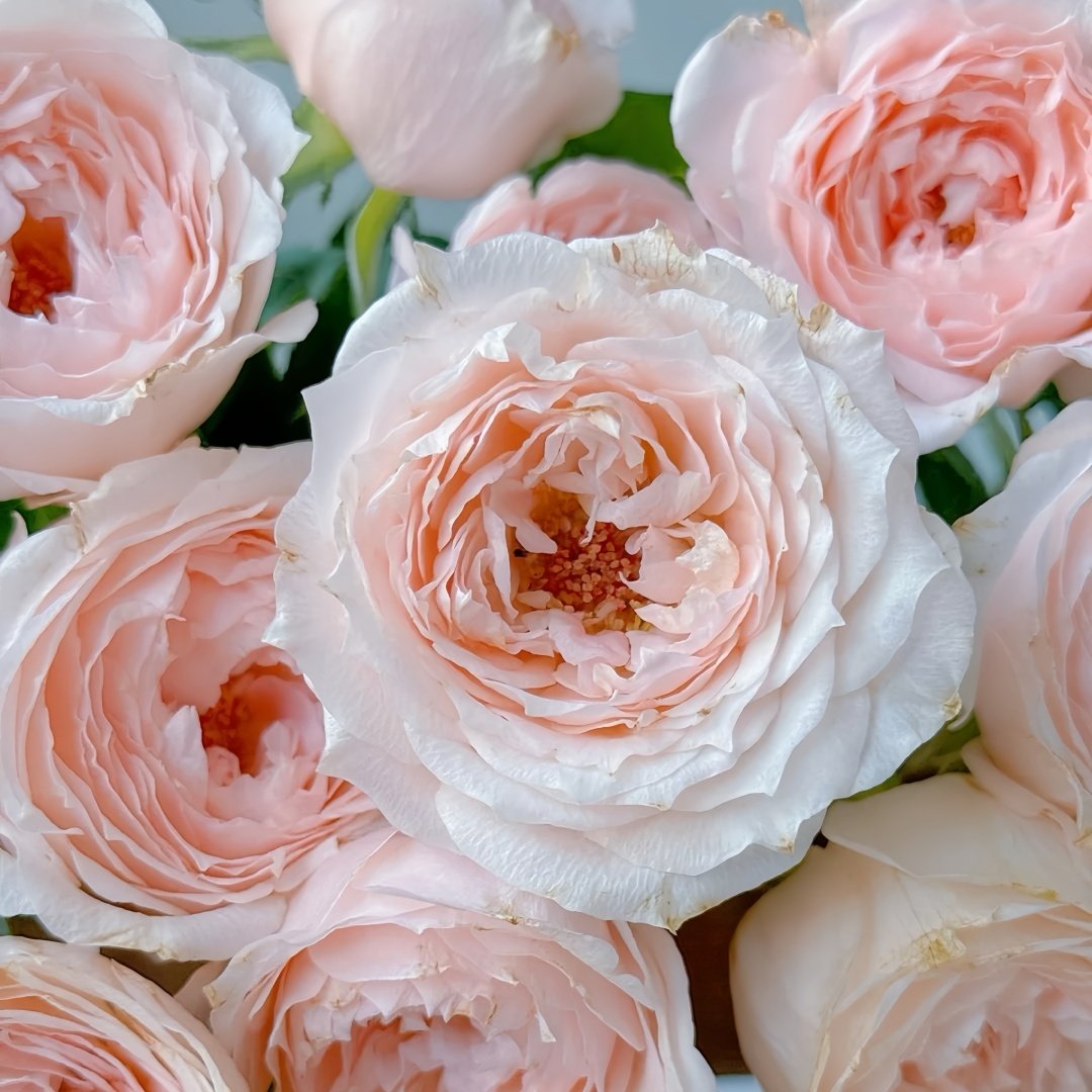 Yuzhi Rose Plant|玉脂 image 4