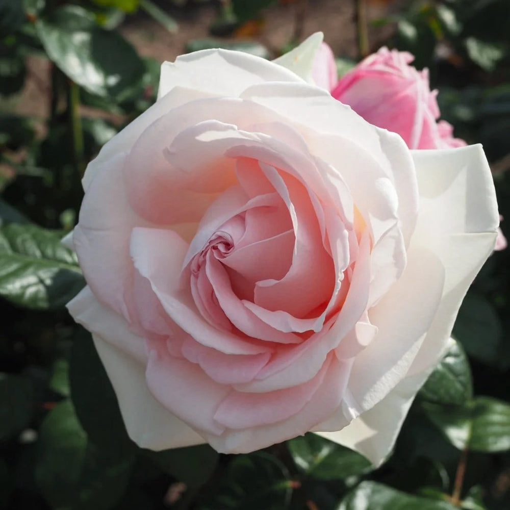 Prince Jardinier Rose Plant|园艺王子 image 1