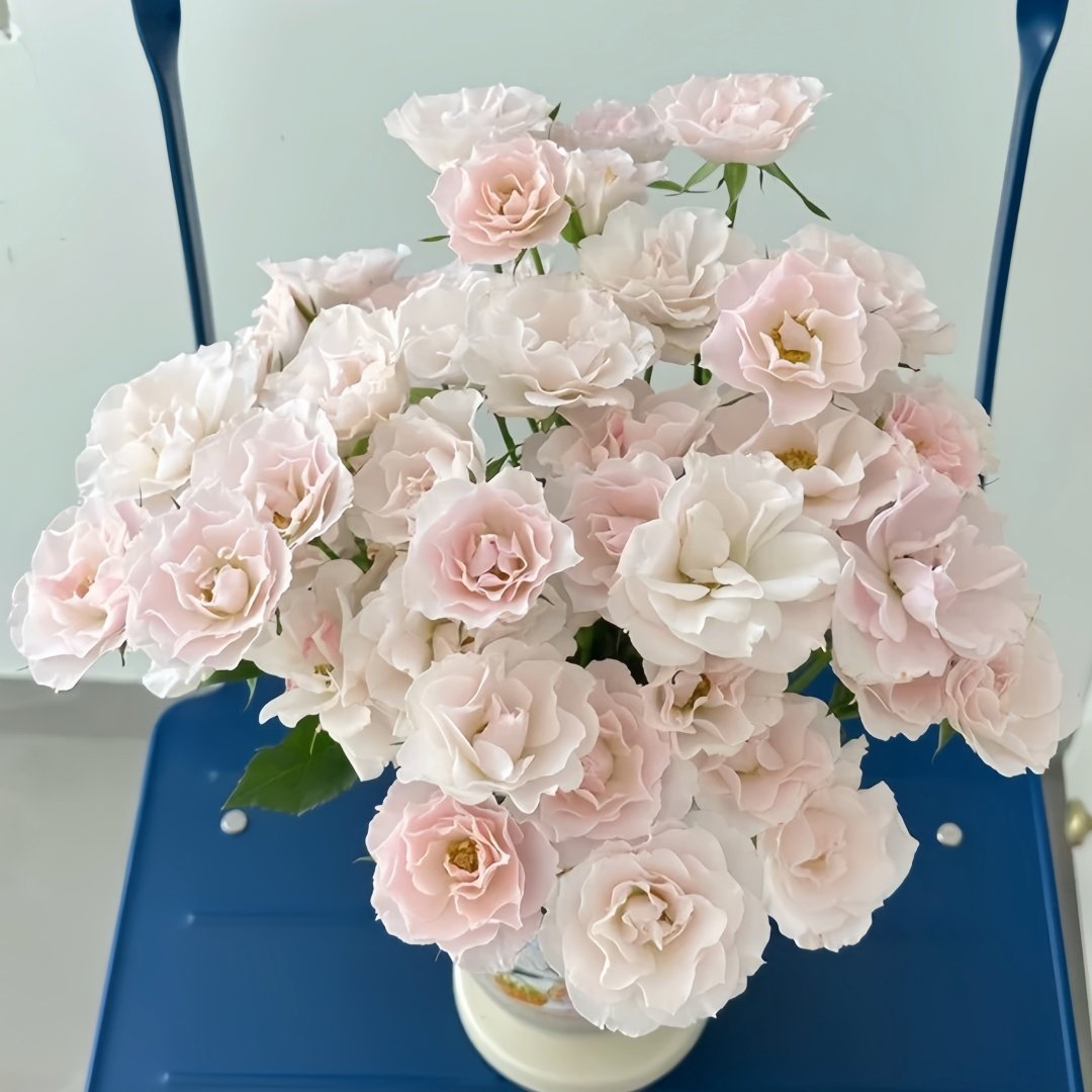 Jillian Rose Plant｜吉莉安公主 image 8