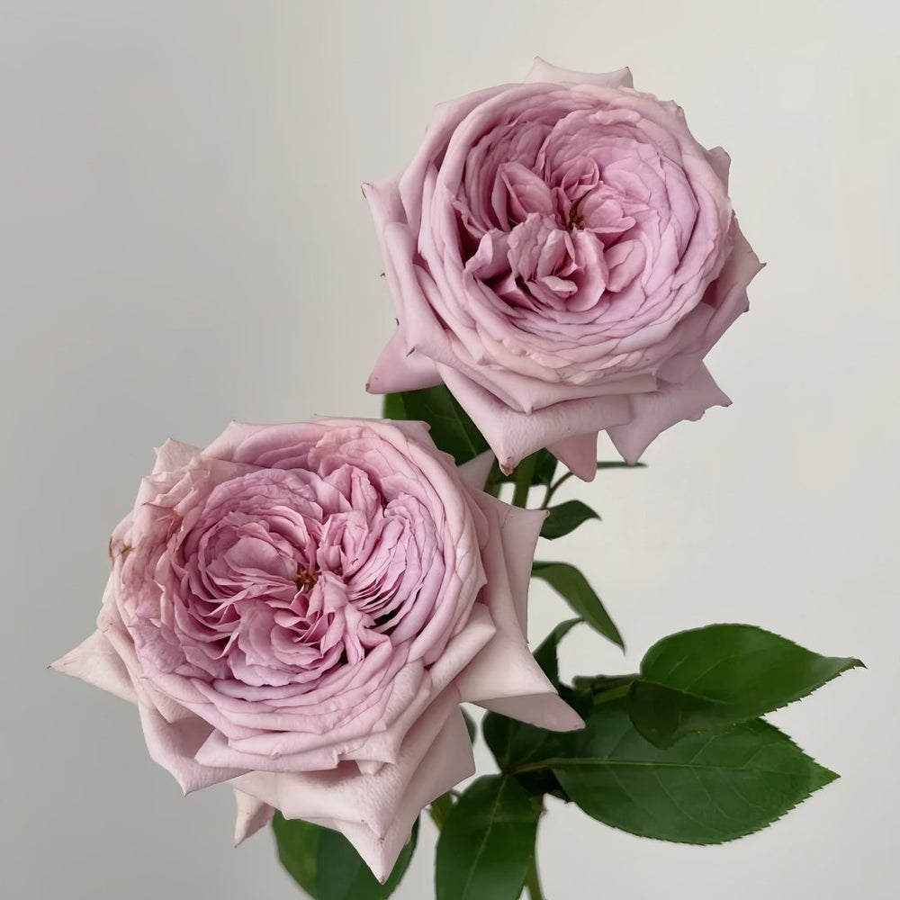 The Pride Rose Plant|尼普荣耀 image 4