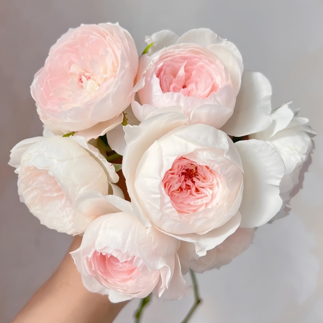 Arietta Rose Plant|小抒情曲 image 0