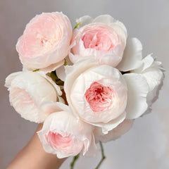 Arietta Rose Plant|小抒情曲 image 0