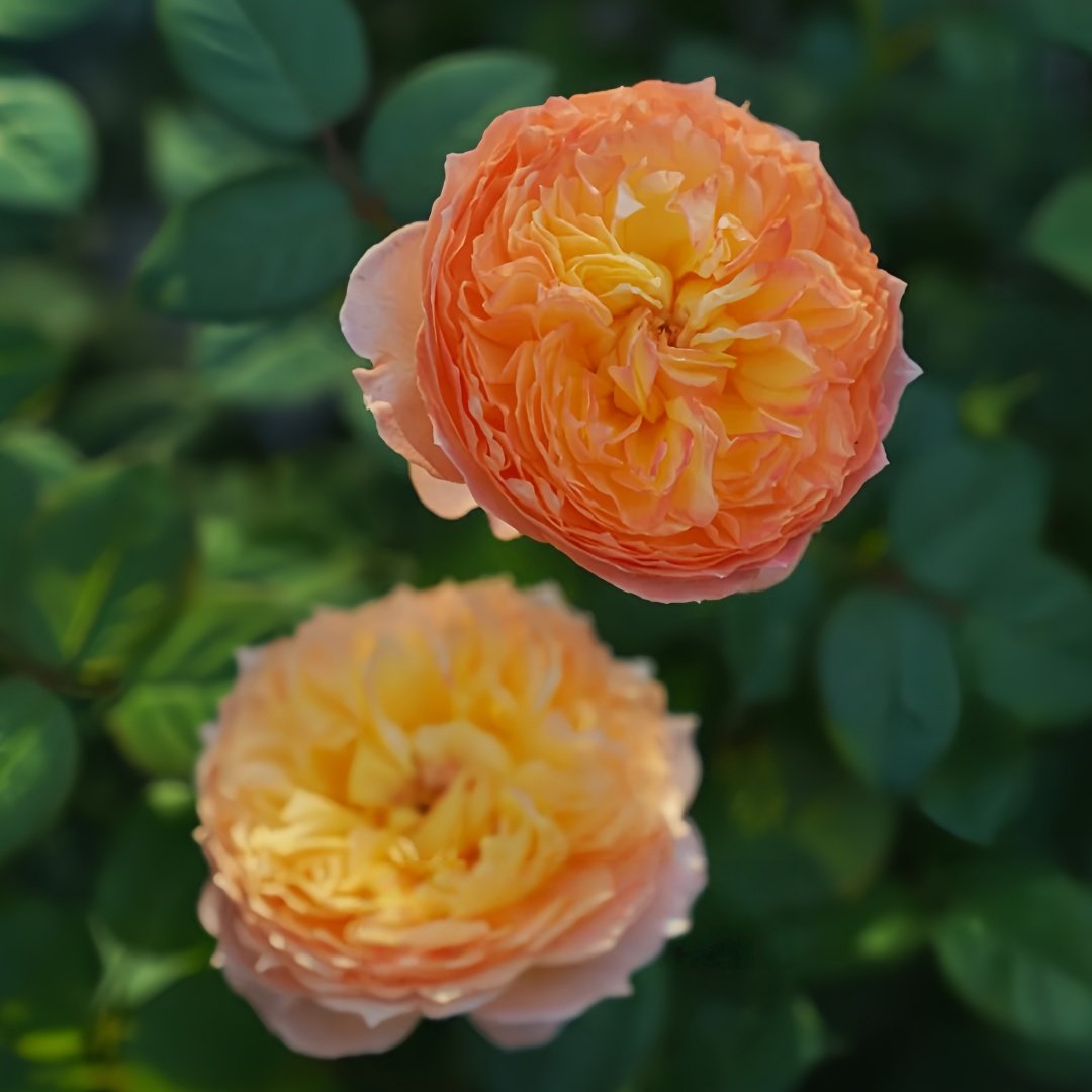 Apricot Fat Rose Plant|杏子肥 image 7