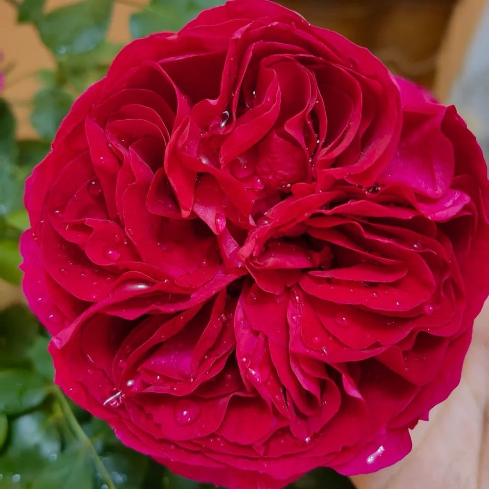 Marietta Rose Plant|玛丽叶塔 image 0