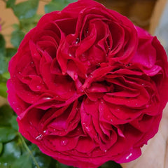 Marietta Rose Plant|玛丽叶塔 image 0