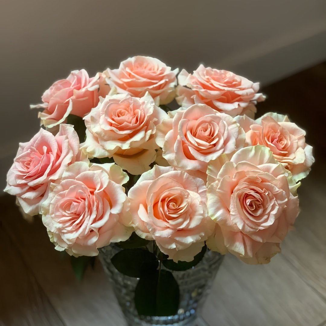 Paul Ricard Rose Plant｜保罗理查德 image 5