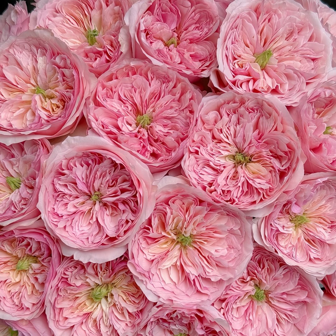 Romeo Rose Plant｜罗密欧 image 9