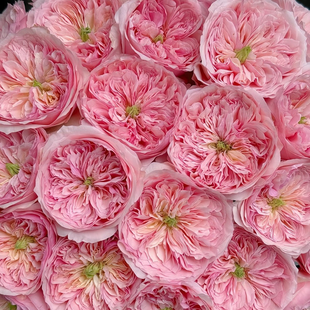 Romeo Rose Plant｜罗密欧 image 9