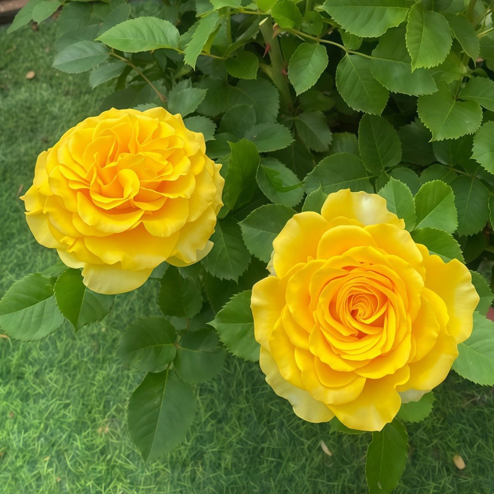 Shell Rose Plant｜贝壳 image 6