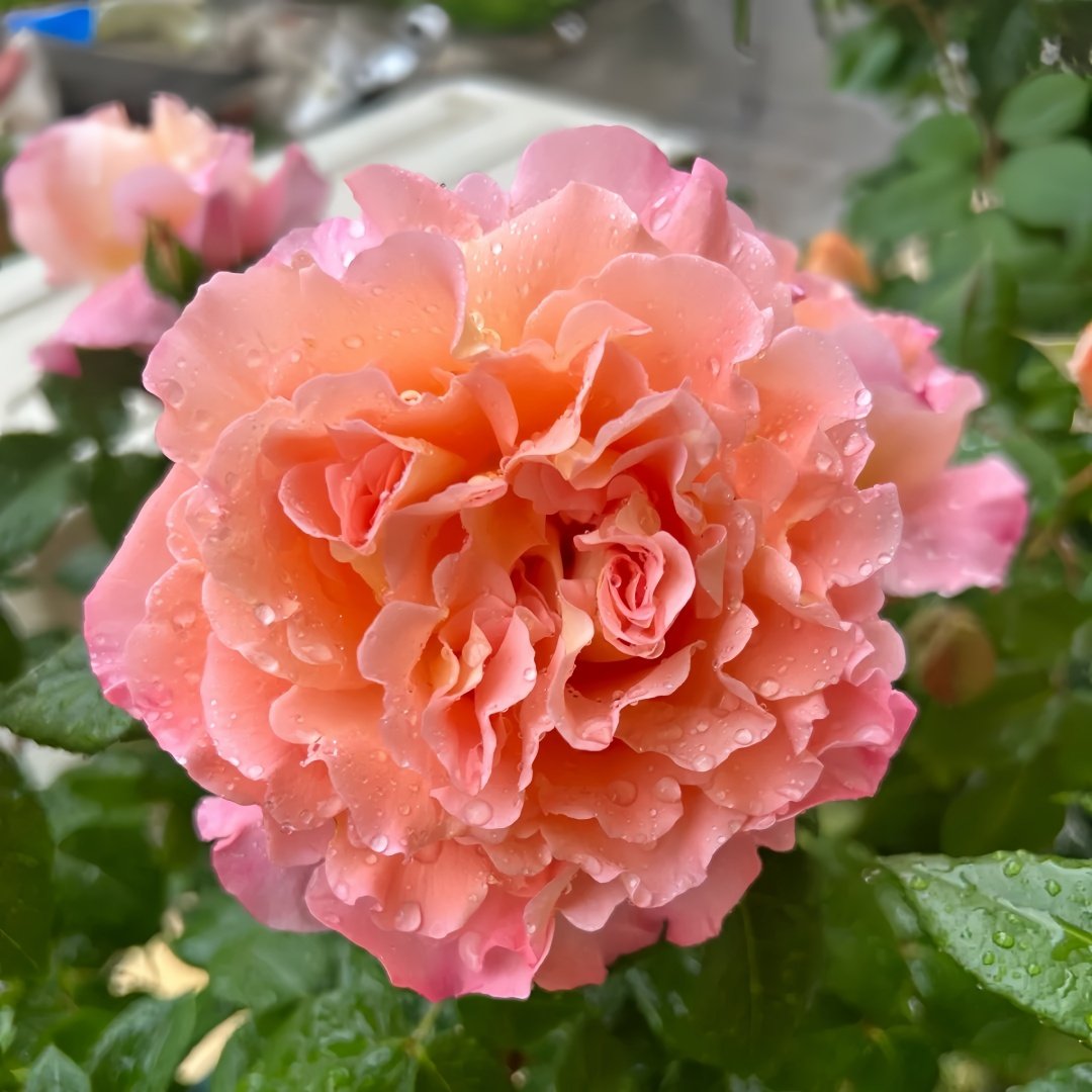 Augusta Luise Rose Plant| 奥古斯塔路易斯 image 2