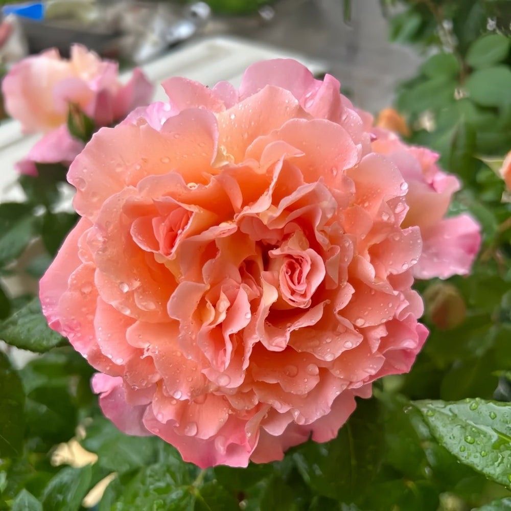 Augusta Luise Rose Plant| 奥古斯塔路易斯 image 2