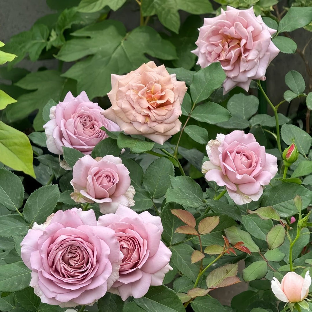 Charity Towa Rose Plant | 今井慈善 image 6