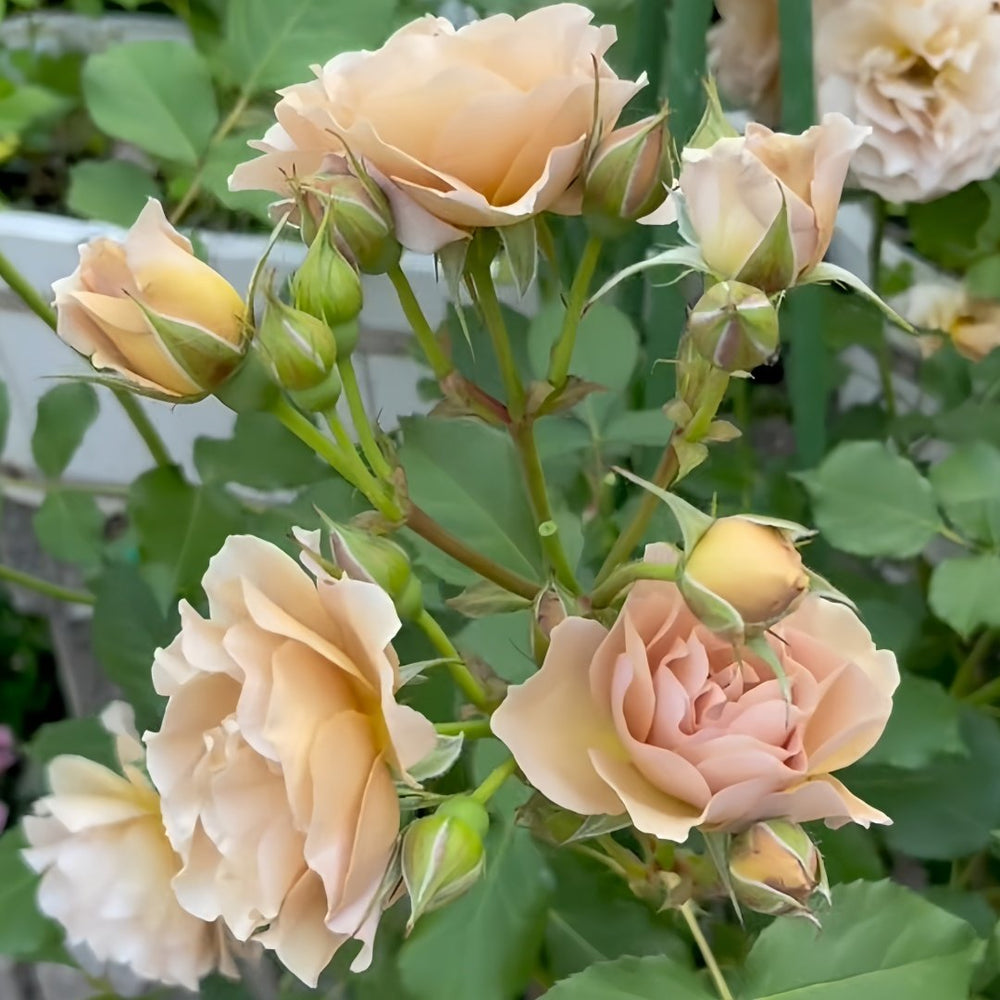 La broche Rose Plant|胸针/拉布罗什 image 5