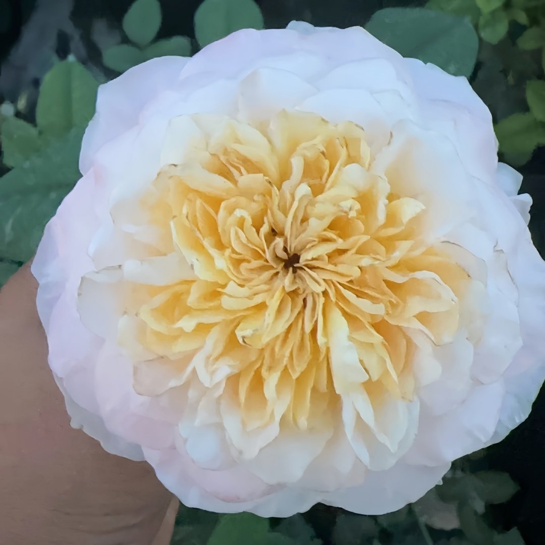 Tie Dye Rose Plant|扎染 image 0